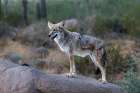 A coyote takes advantage of a rock to gain a better view. Art Print